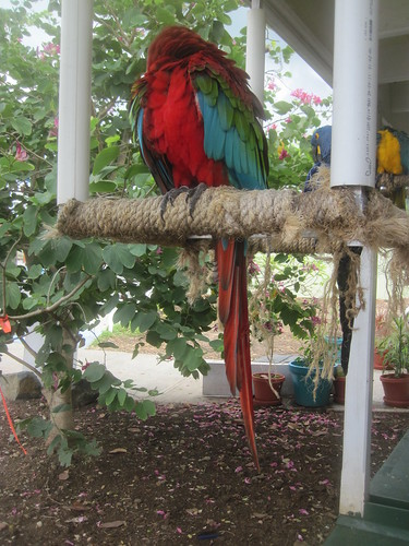 Scarlet macaw in St. Thomas