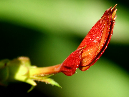 Rose plant leaves by M.Shafiq Chandaiser
