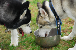 Huskies - drinking water