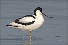 (Recurvirostra avosetta)