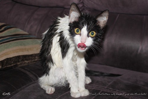 Proof - that kittens really shouldn't jump into Mum's bath! by Stocker Images