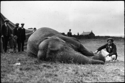 Elephant lying down