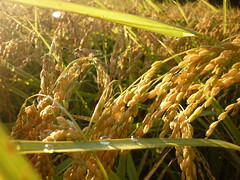 2010台灣永續發展指標公布，耕地總面積比呈下降，不過有機耕種的面積則大幅增加。圖為港口部落水梯田的稻米(照片提供：林務局)