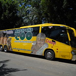 Greyhound Australia - Australia Zoo