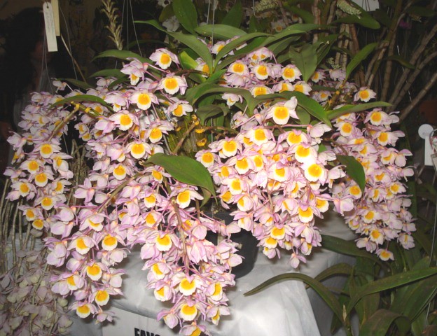Dendrobium Mousmee