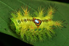 Limacodid Slug Caterpillars (Cup Moths, Limacodidae) 