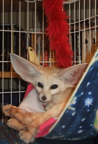 Fennec fox in a hammock