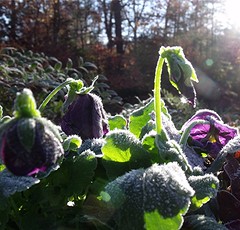 Frost on the Pansies by Teckelcar