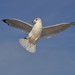 Majestic Gull in Flight