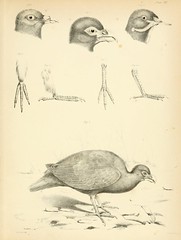 extinct birds