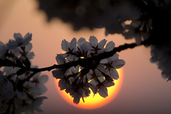 2012 03 17 - 5236 - Washington DC - Cherry Blossoms