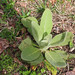 Verbascum thapsus- common mullein