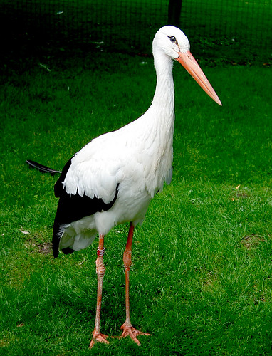 White stork by M.Shafiq Chandaiser