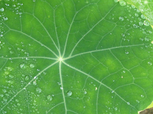 Leaf radials