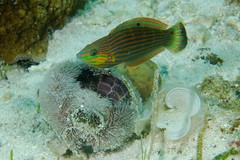 A wrasse eating an urchin
