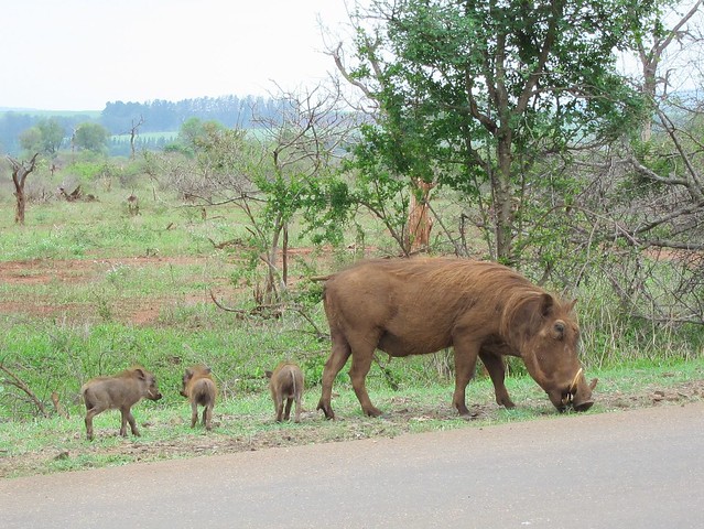 Baby Warthogs!