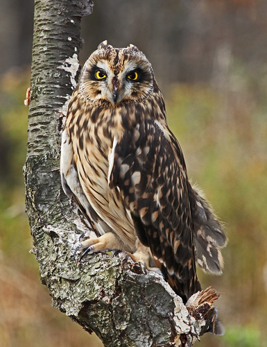 Short-eared Owl by JKissnHug