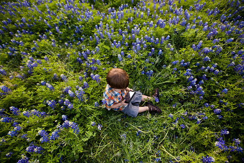 Anthony in Bluebonnets-0010