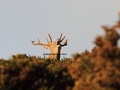 Deer Rut (Somerset & Dorset))