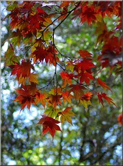 Cefn Onn--Autumn