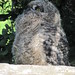 Kirstenbosch Gardens OWL