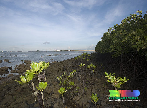 Semakau Landfill from replanted mangroves on Pulau Semakau