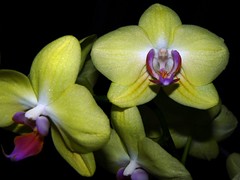 orchids 2 (full)