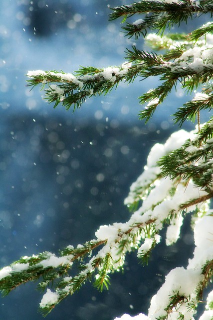 Pine and snow