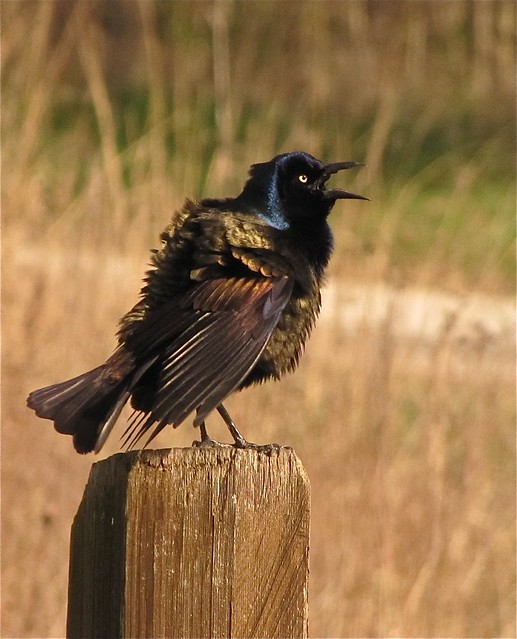 After - Common Grackle at Sugar Grove Nature Center in Funks Grove, IL