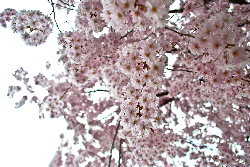 365-269 Blossoms