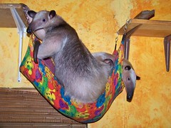 Trying to cram two big anteaters into a tiny hammock