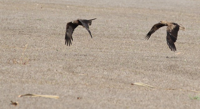 Whistling Kite (Falcon Raptor)