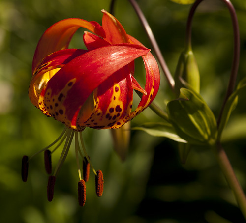 Firery Lily - Copyright R.Weal 2011