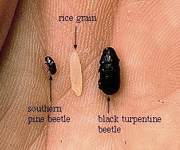 Southern Pine Beetle (U.S. Forest Service image)