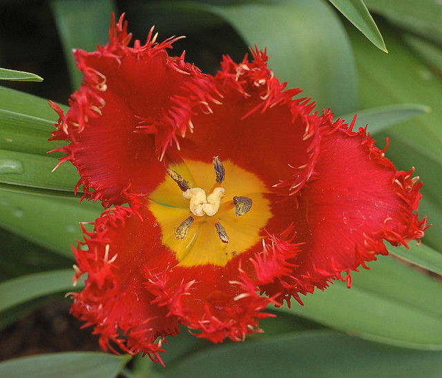 Red tulip with ragged edges