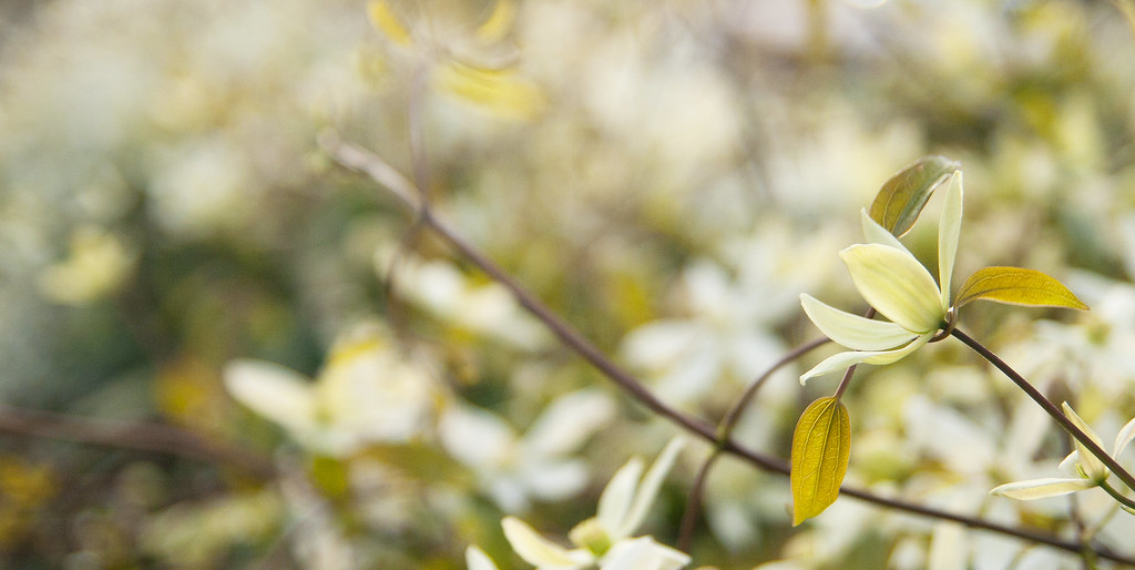 Clematis in Spring