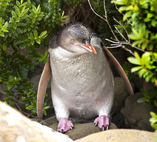 Yellow Eyed Penguin by NZSam