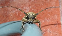 Longhorn Beetle (Apriona sp.) (x3)