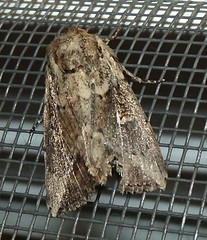 Noctuid moth (A)
