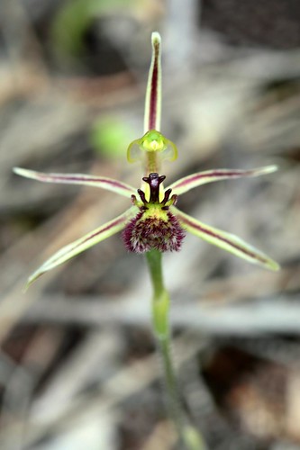 Dragon Orchid (Drakonorchis barbarossa)