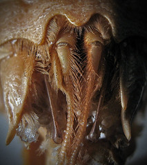 Mole Crab Anatomy