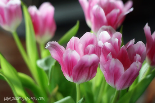 Spring Tulips 2012