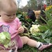 Isabella playing w/ fresh cut cabbage. Our chickens are enjoying the scraps!