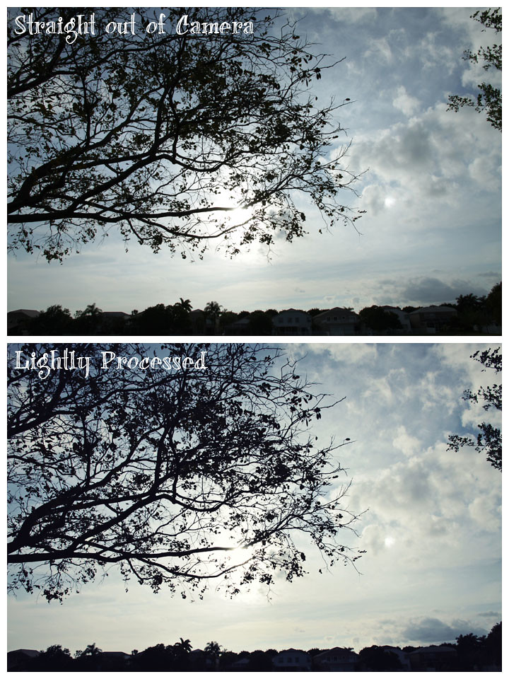 new lens tree silhouette before&after
