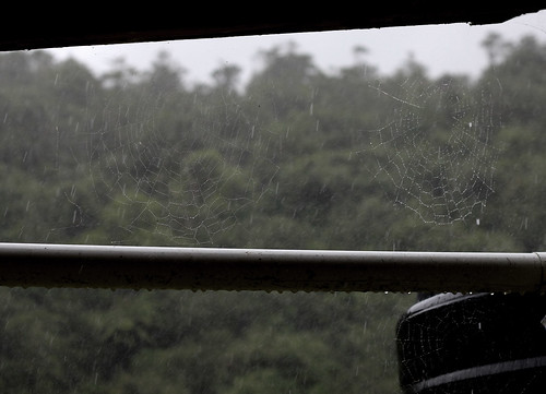 Rain web