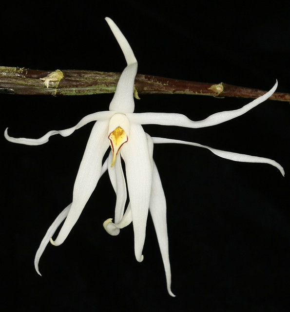Dendrobium amboinense 1158