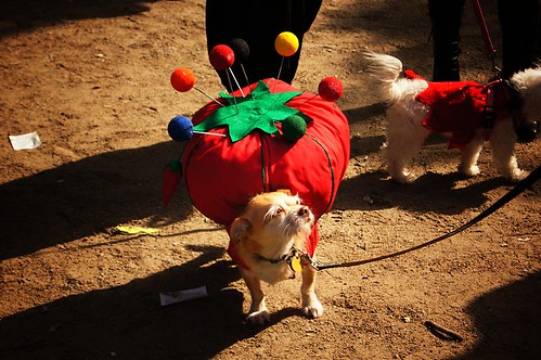 Pin Cushion, Halloween Dog Parade 2011, Tompkins Square Park, East Village, New York City