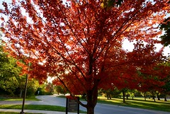 Fall Color 2011