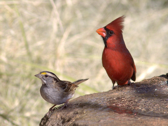 White-throat and cardinal 20111112
