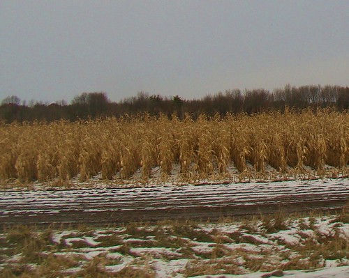 Corn Field needs pickin'